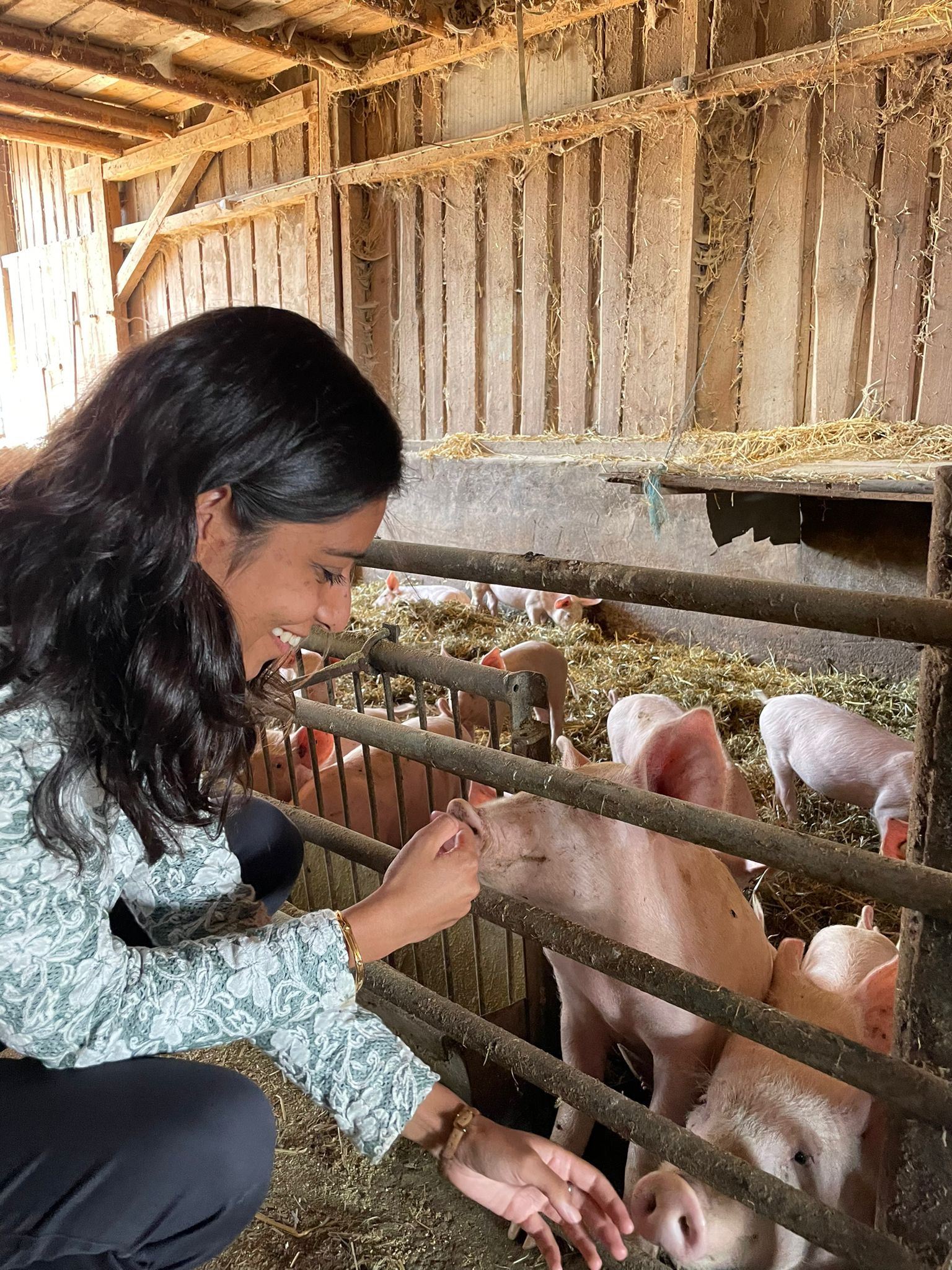 Foto Schweine Bio Tour Nittenau