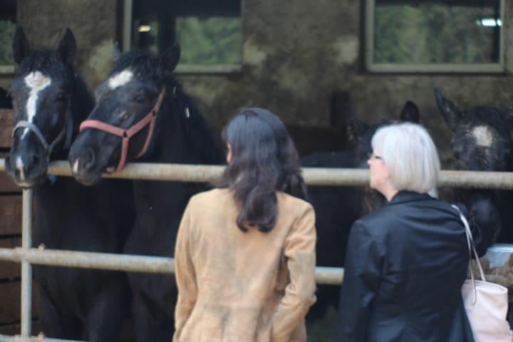 Homepage Pferde Georgiritt Richthofen 1