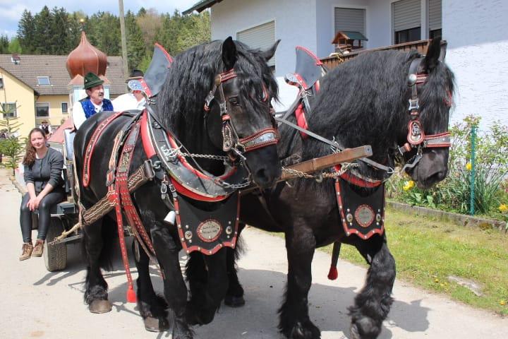 Homepage Pferde Georgiritt Richthofen 2